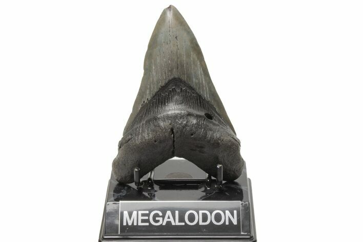 Fossil Megalodon Tooth - South Carolina #214663